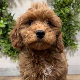 Cavapoo