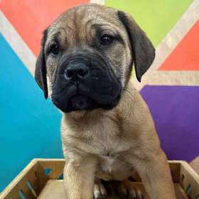 Bullmastiff