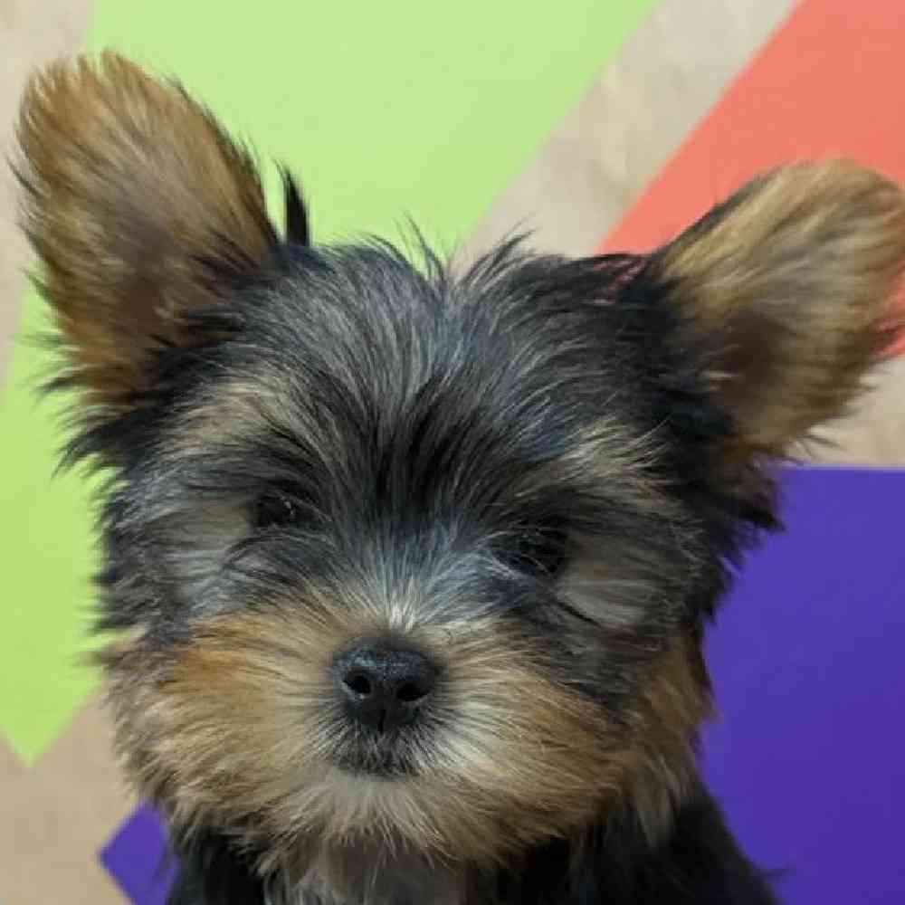 Image of a pet breed in the gallery