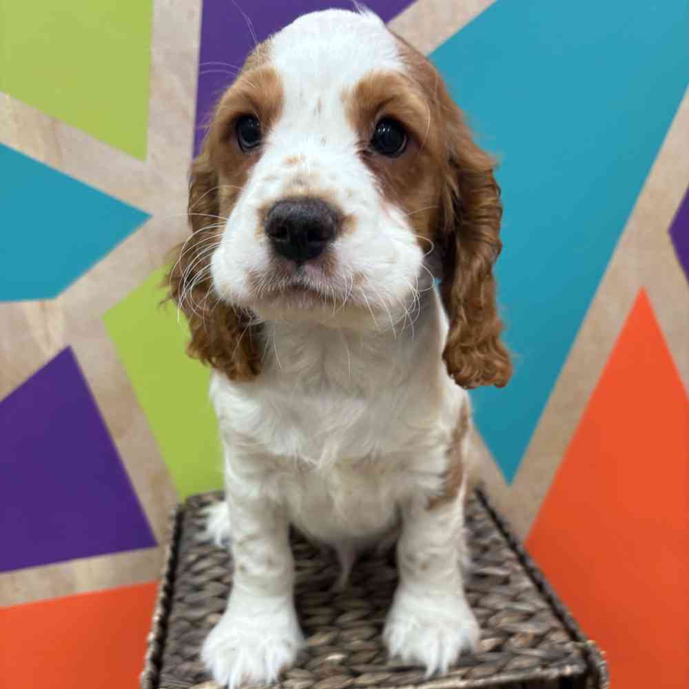 carousel pet images