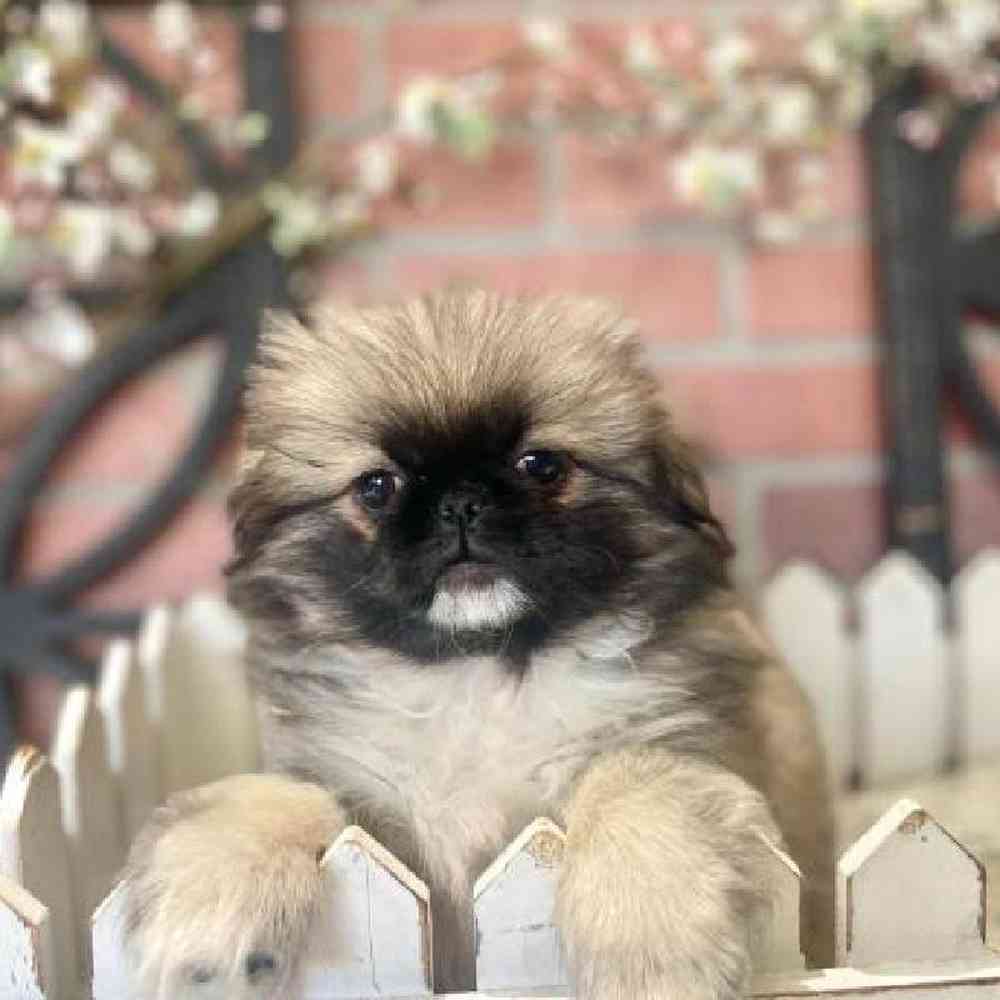 Male Pekingese Puppy for Sale in Rogers, AR