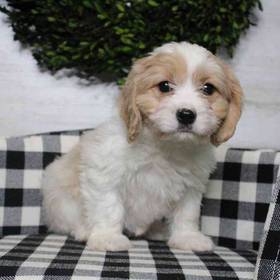 Cavachon