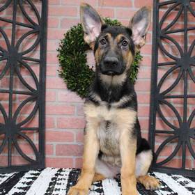 German Shepherd