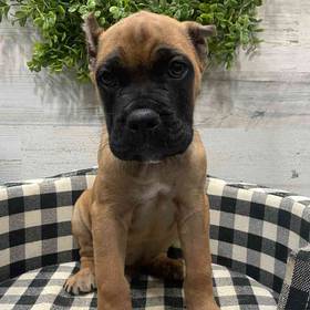 Cane Corso