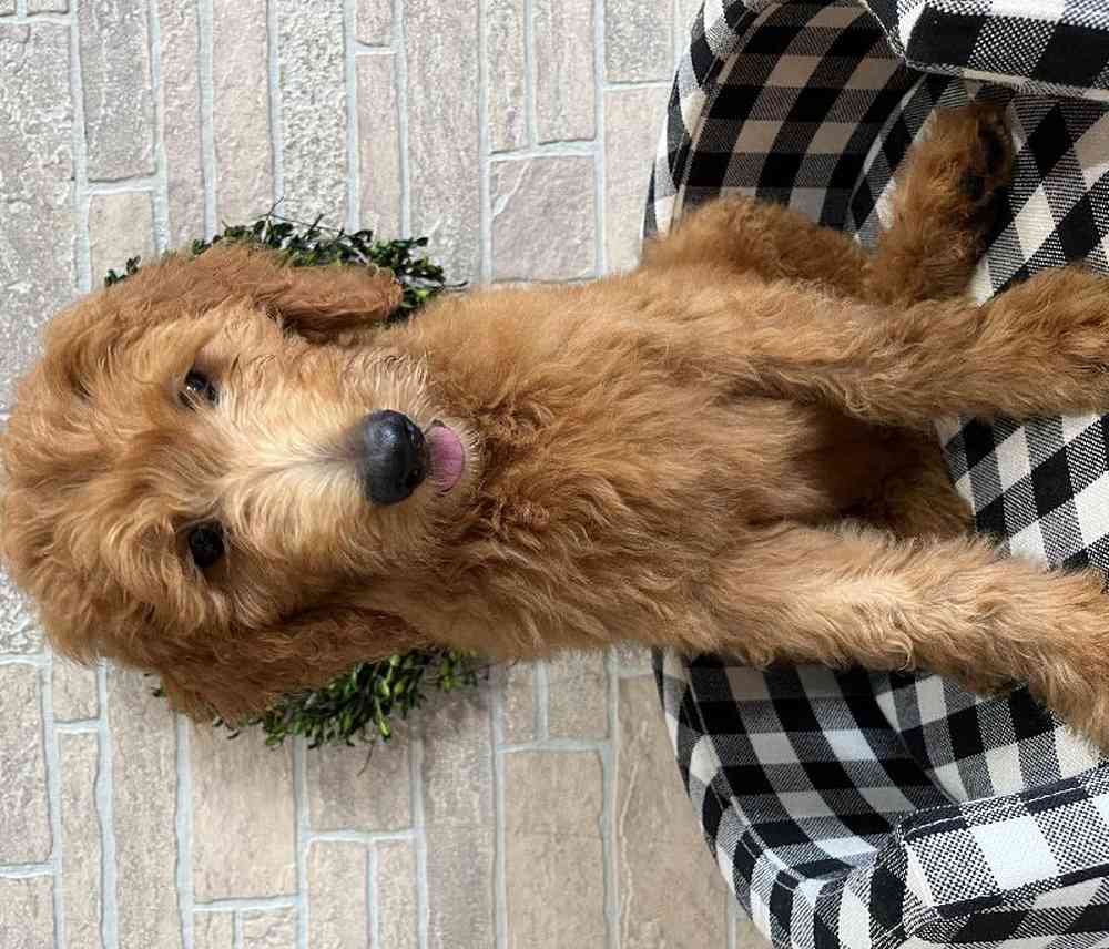 Male Goldendoodle Puppy for sale