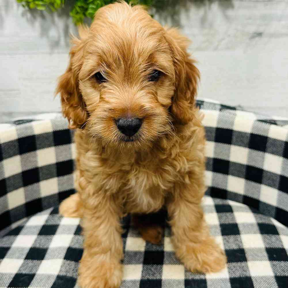 carousel pet images