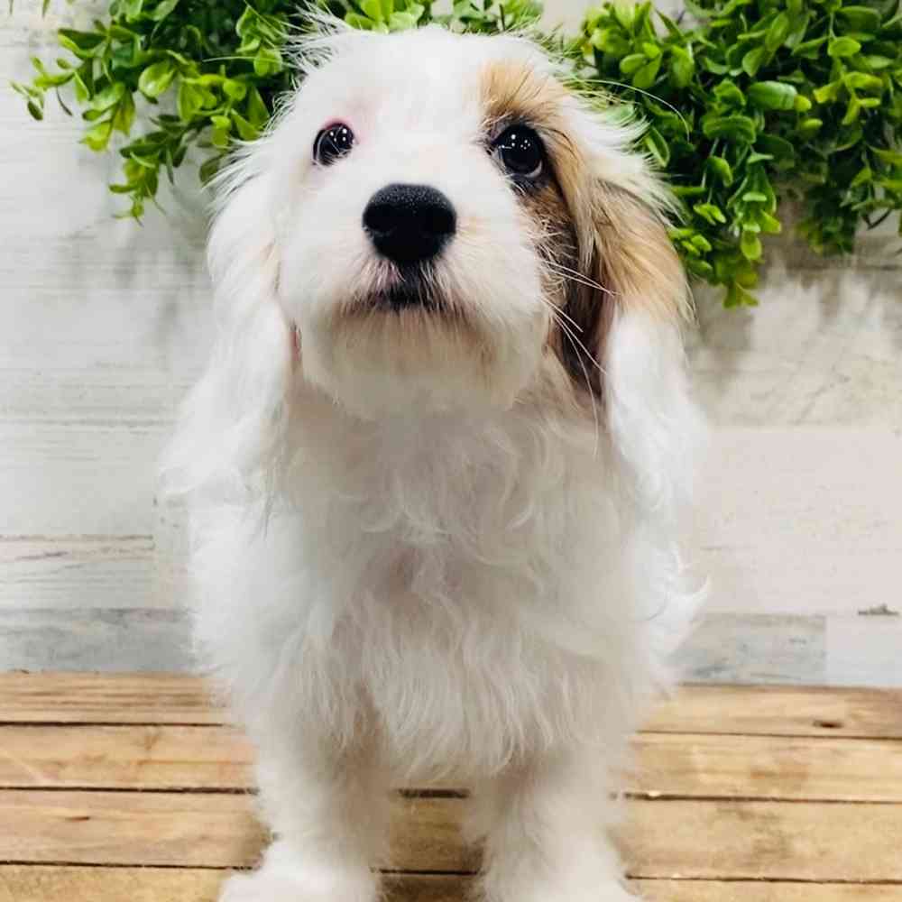 carousel pet images
