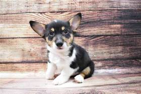 Pembroke Welsh Corgi