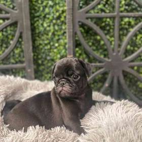 Pug