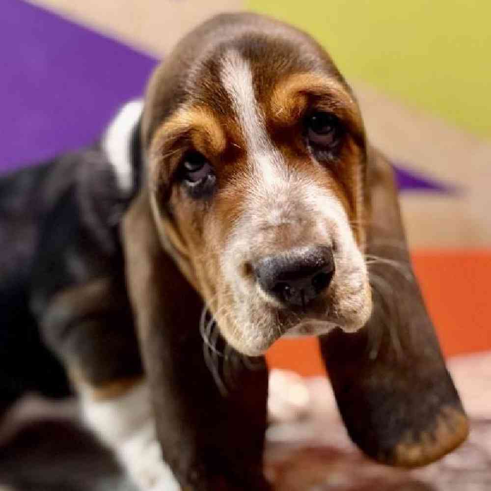 carousel pet images