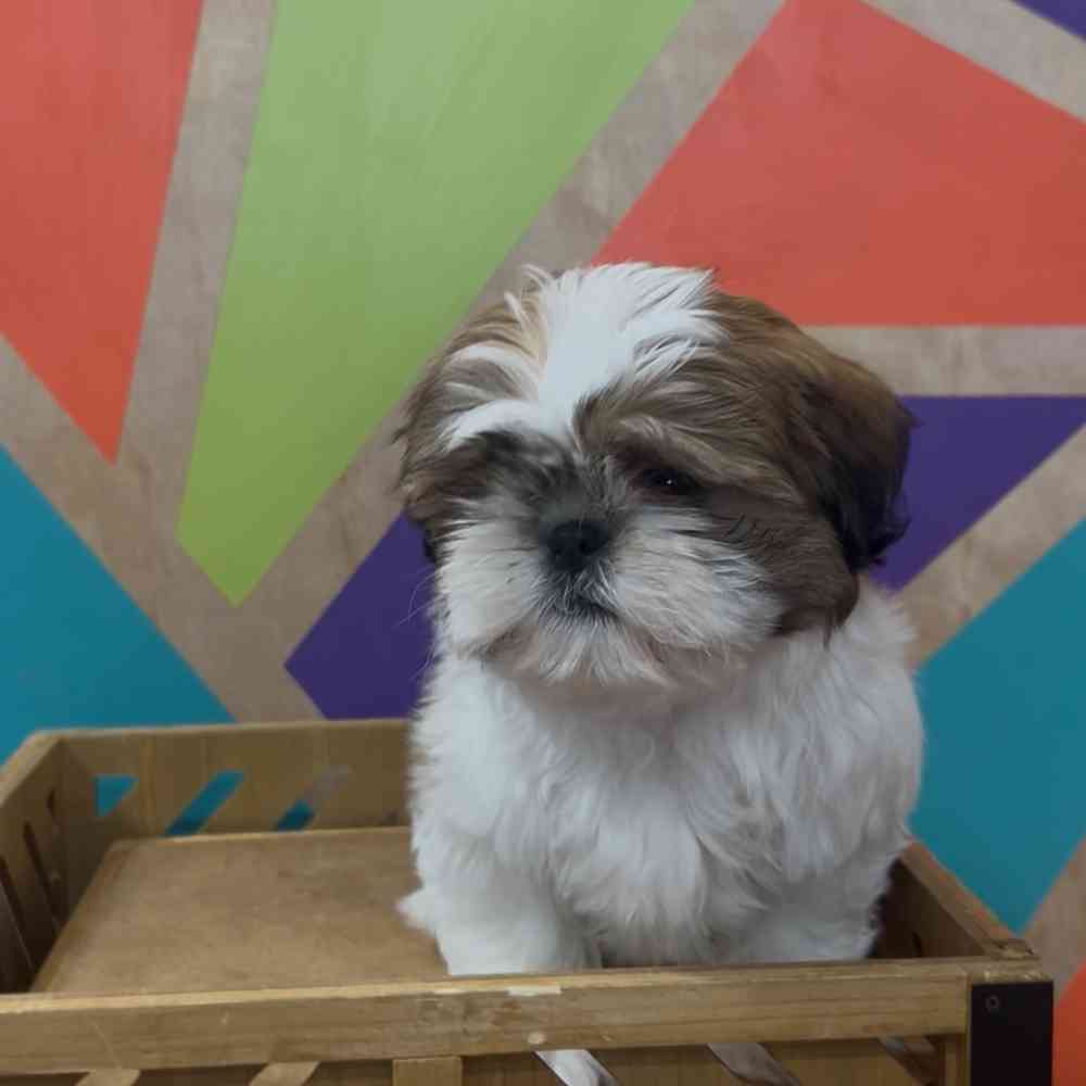 carousel pet images