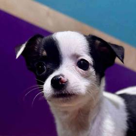 Chihuahua