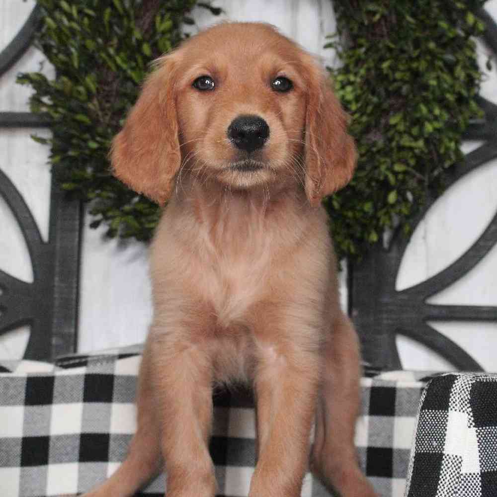 Male Golden Retriever Puppy for sale