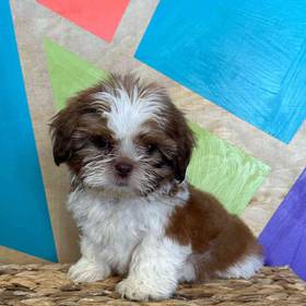 Shih Tzu