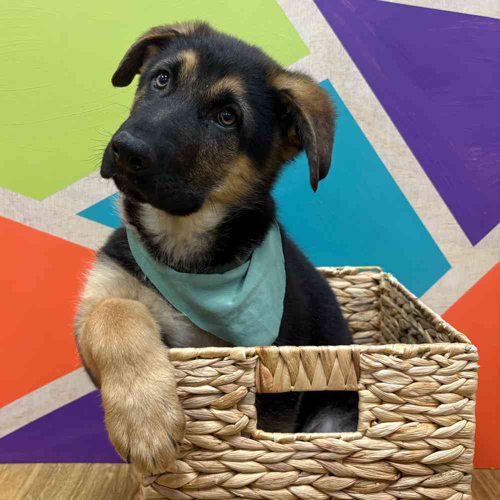 carousel pet images