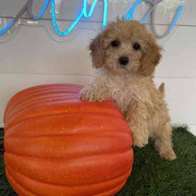 Cavapoo