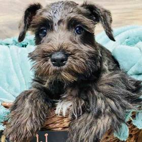 Mini Schnauzer
