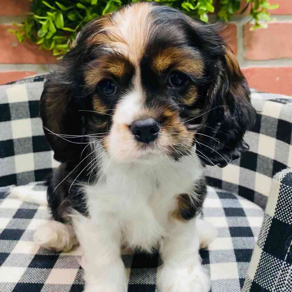 carousel pet images