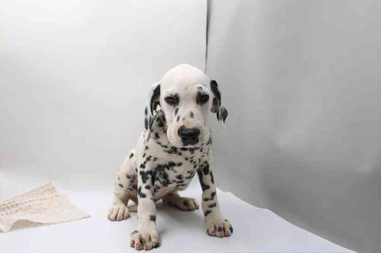 Dalmatian