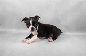 Boston Terrier