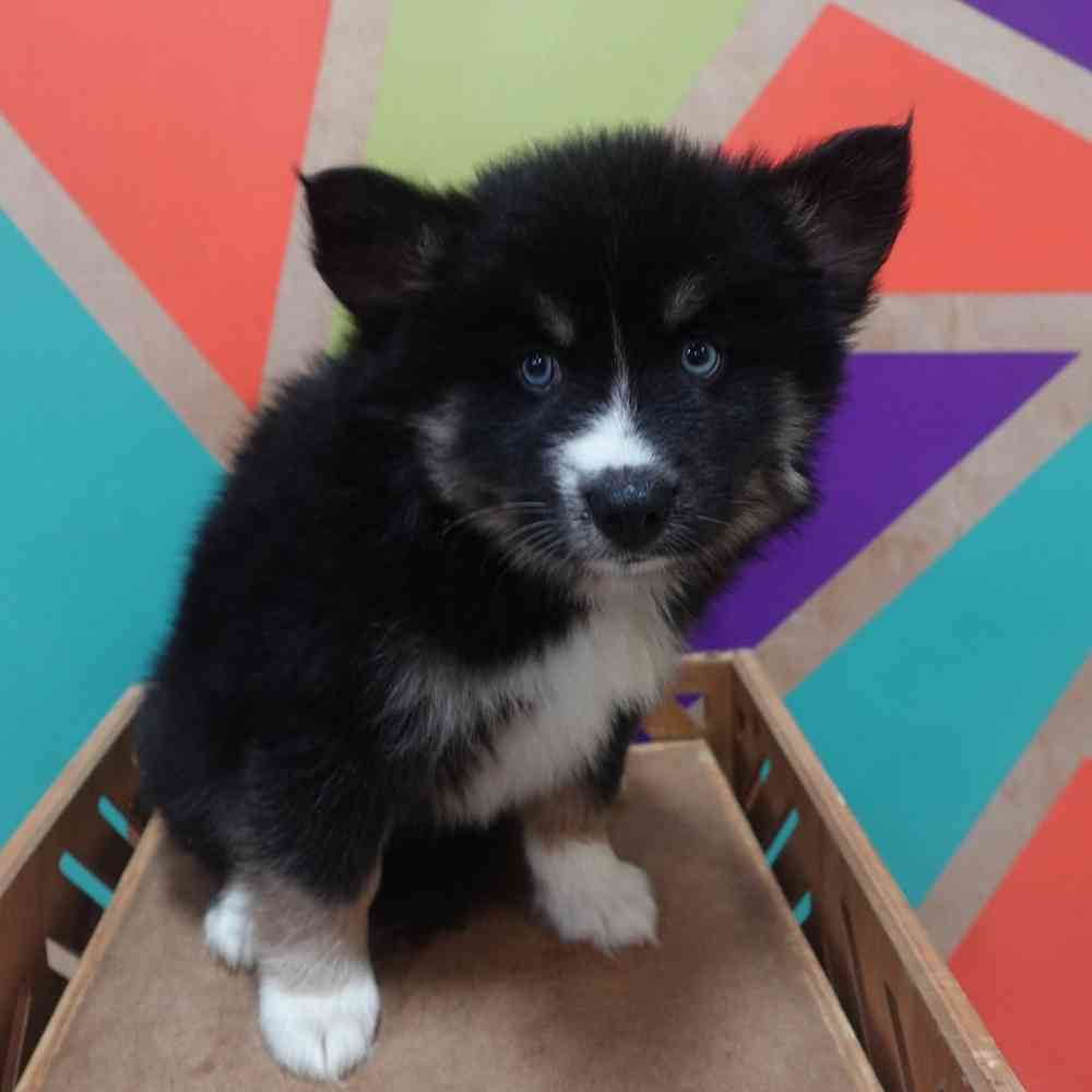 carousel pet images
