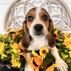 Beagle