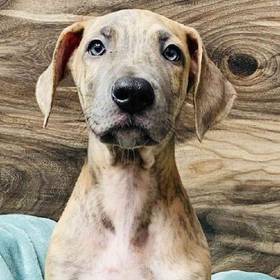 Great Dane