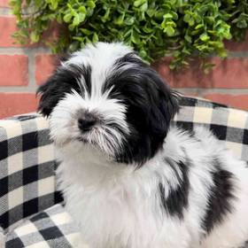 Havanese