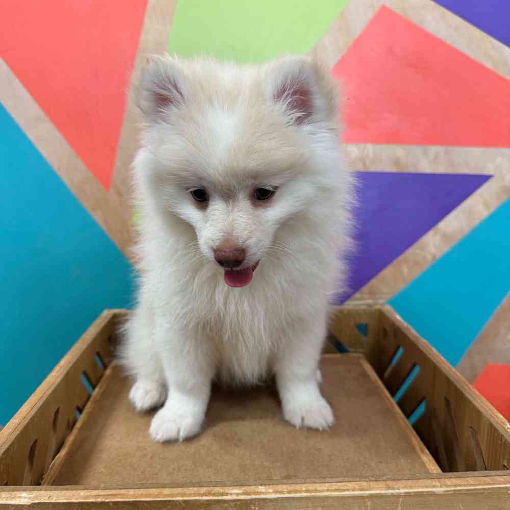 carousel pet images