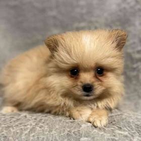 Pomeranian