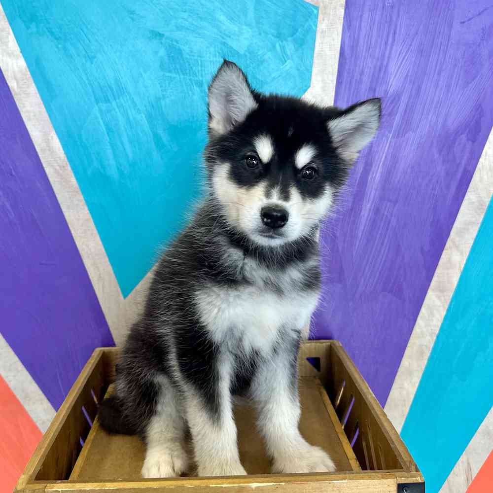 carousel pet images