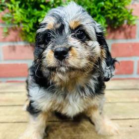 Cavapoo