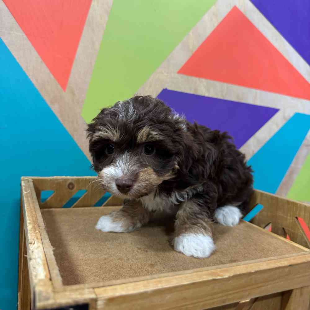 carousel pet images