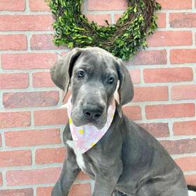 Great Dane