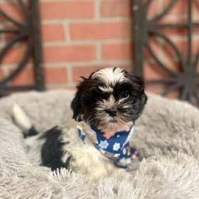 Shih Tzu