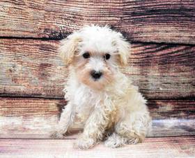 Schnoodle