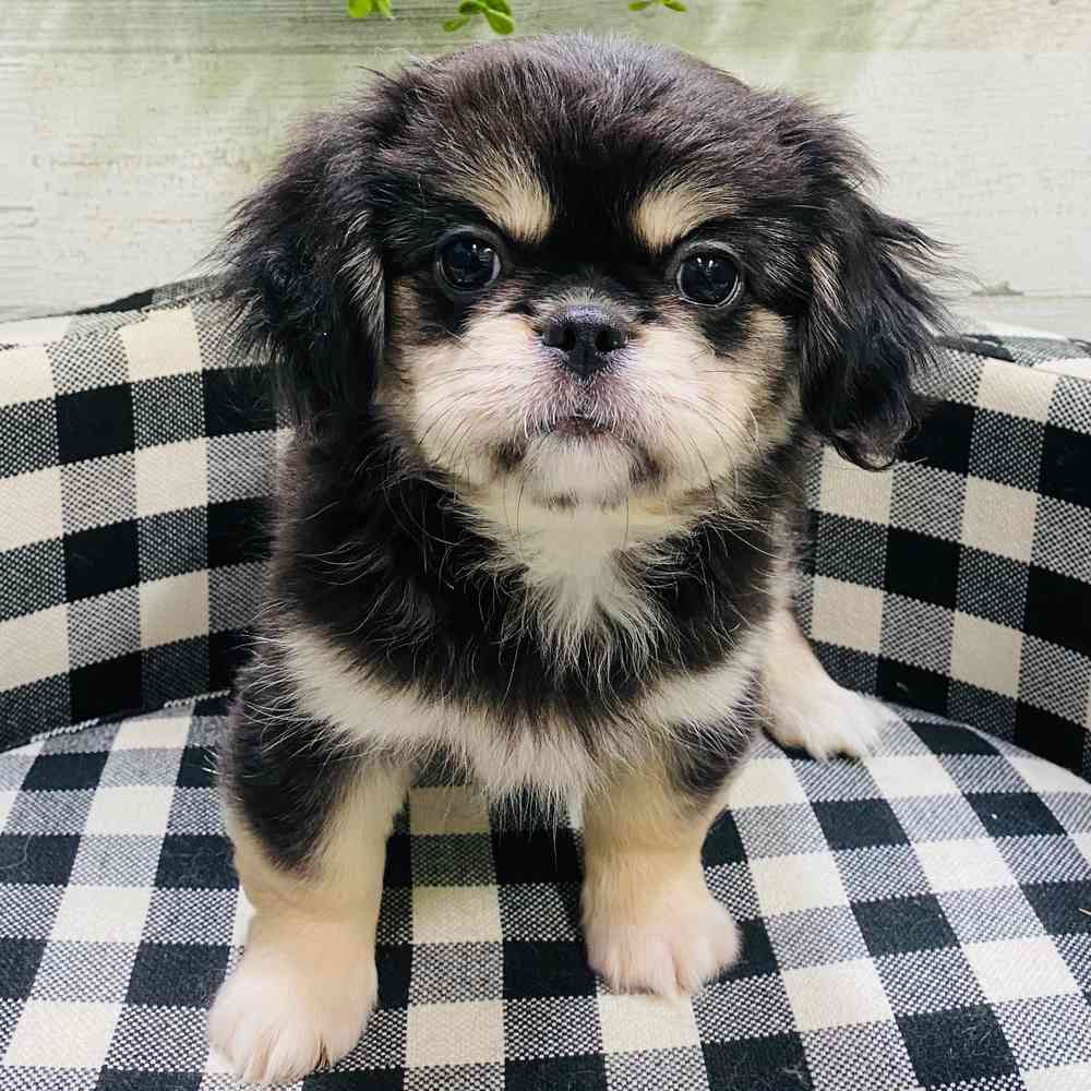 carousel pet images