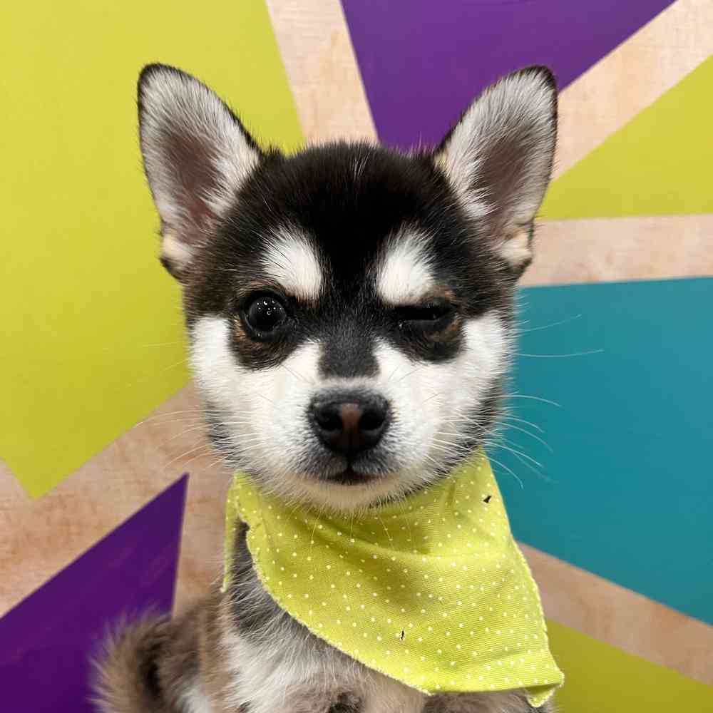 carousel pet images