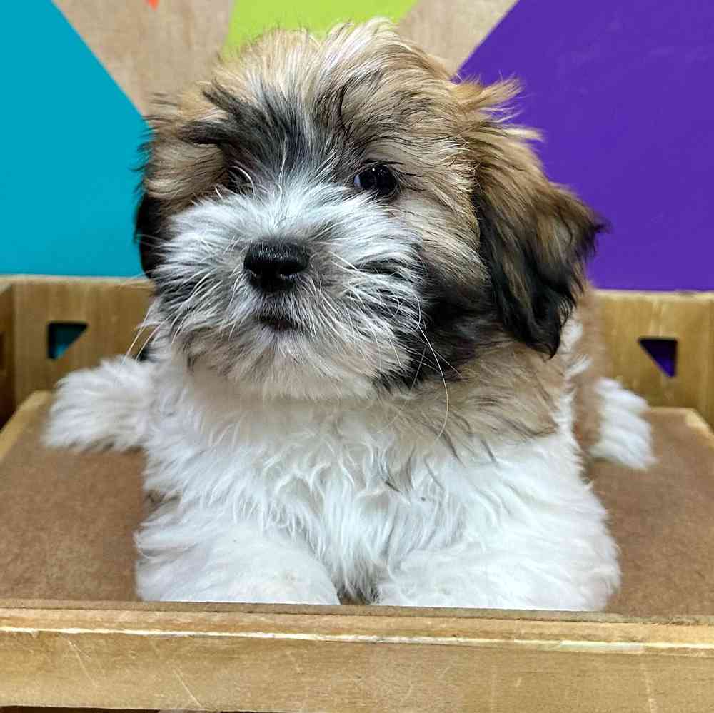 Image of a pet breed in the gallery