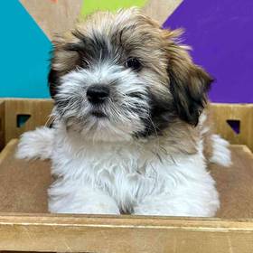 Havanese