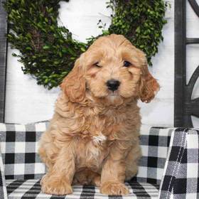 Mini Goldendoodle