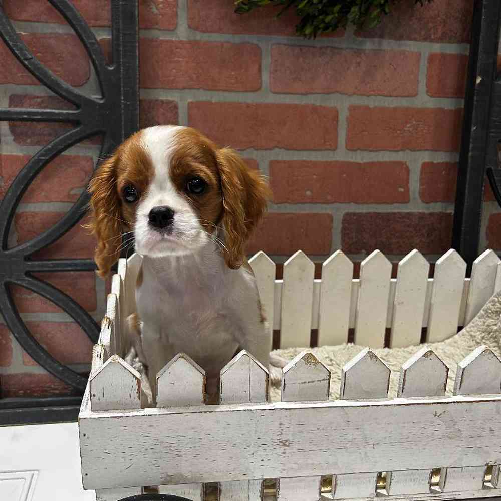 Male Cavalier King Charles Spaniel Puppy for Sale in Joplin, MO