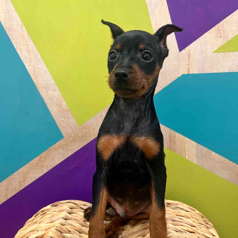 Image of a pet breed in the gallery