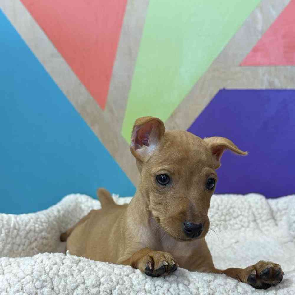 carousel pet images