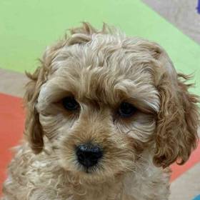 Cavapoo
