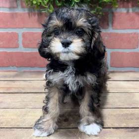 Cavapoo