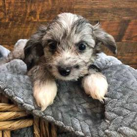 Mini Aussiedoodle