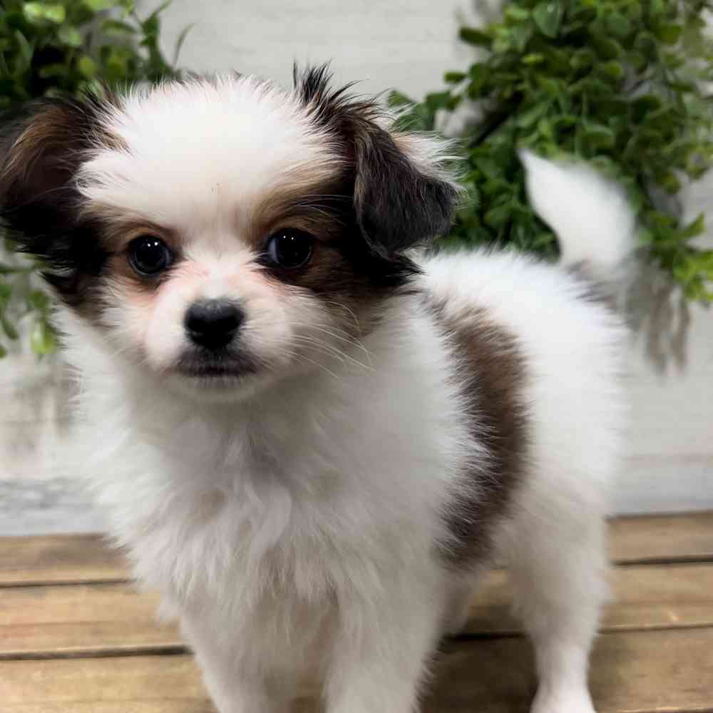 carousel pet images