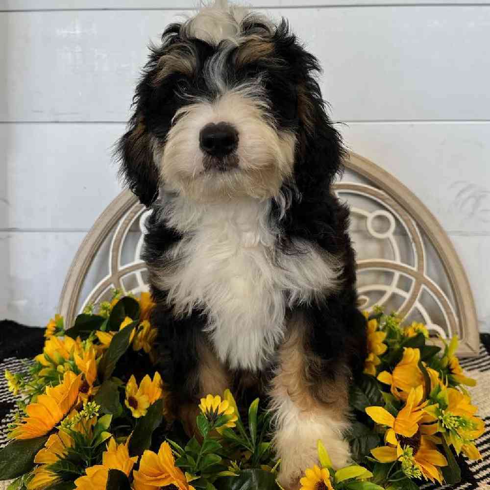 carousel pet images