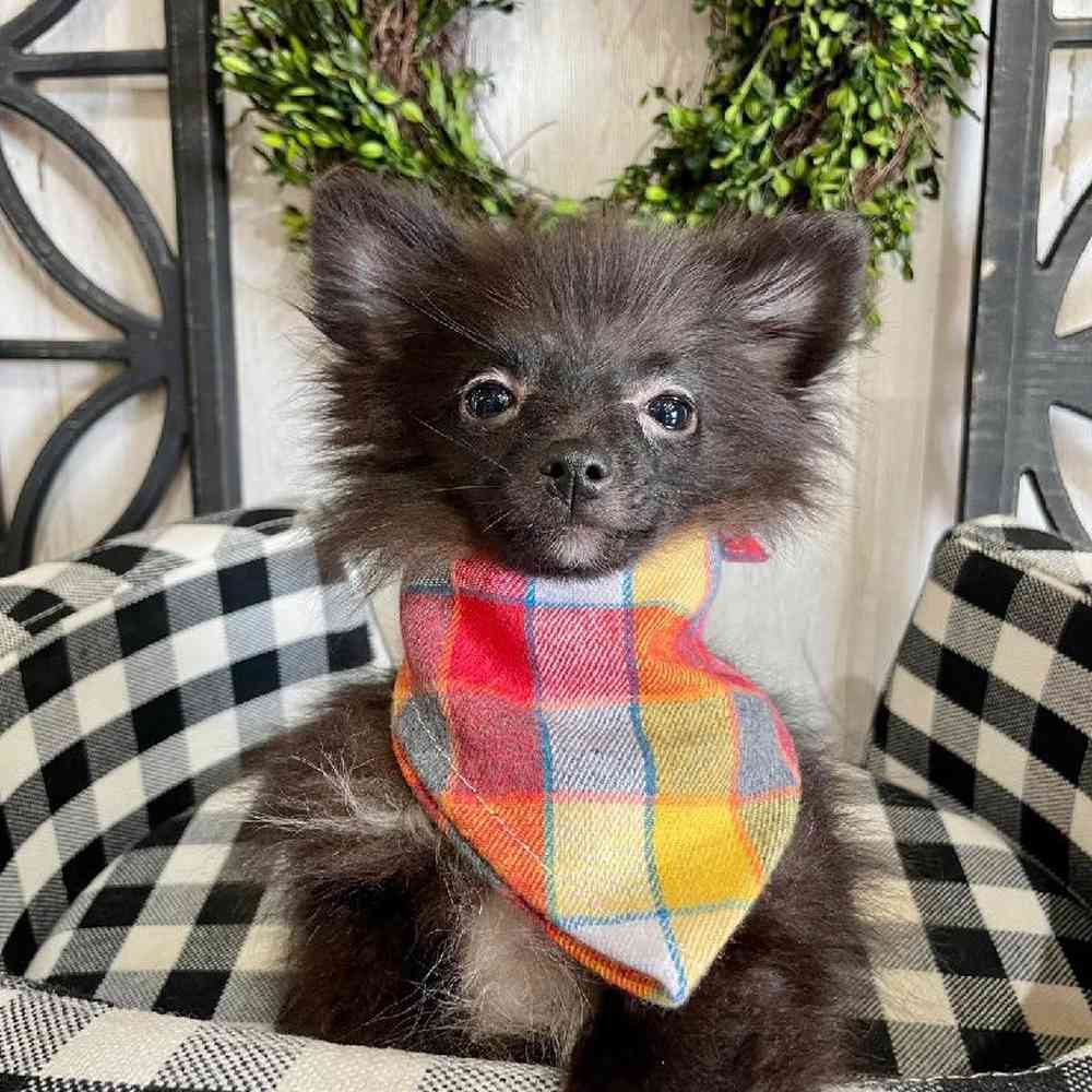 Male Pomeranian Puppy for sale